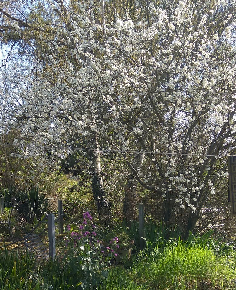 Wild plum and honesty