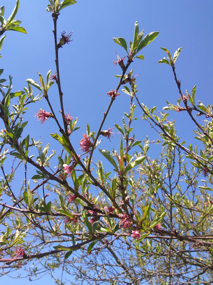 Peach blossom and baby peaches