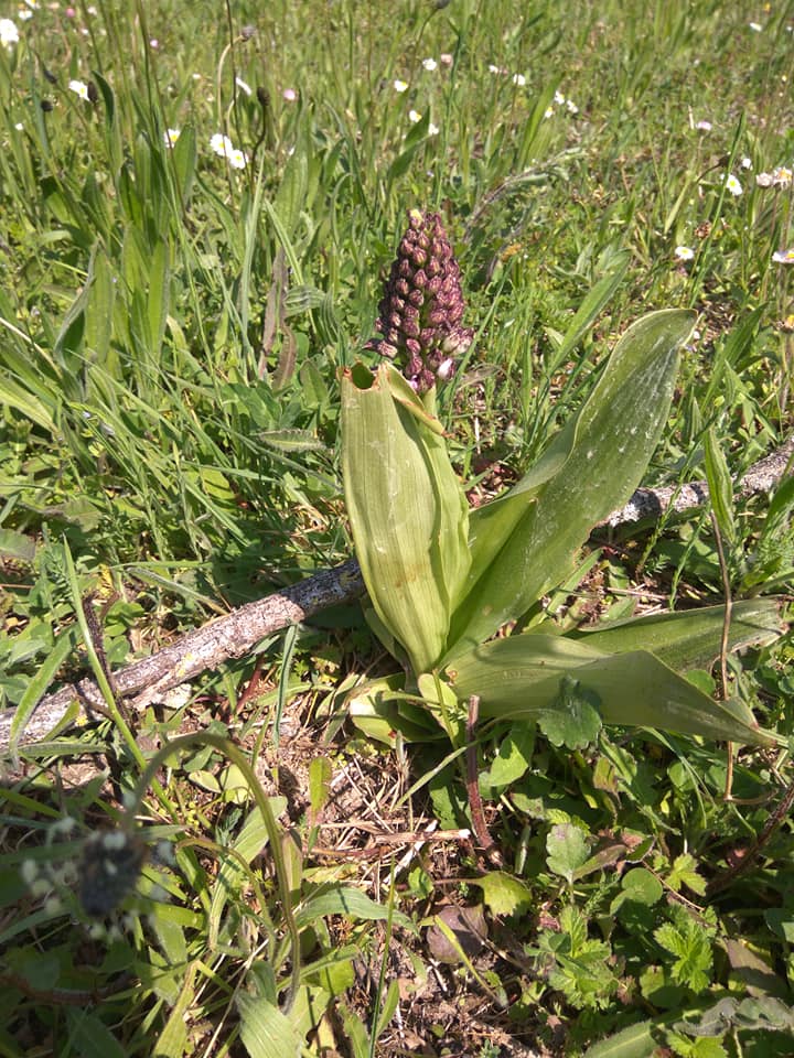 First wild orchid of the season