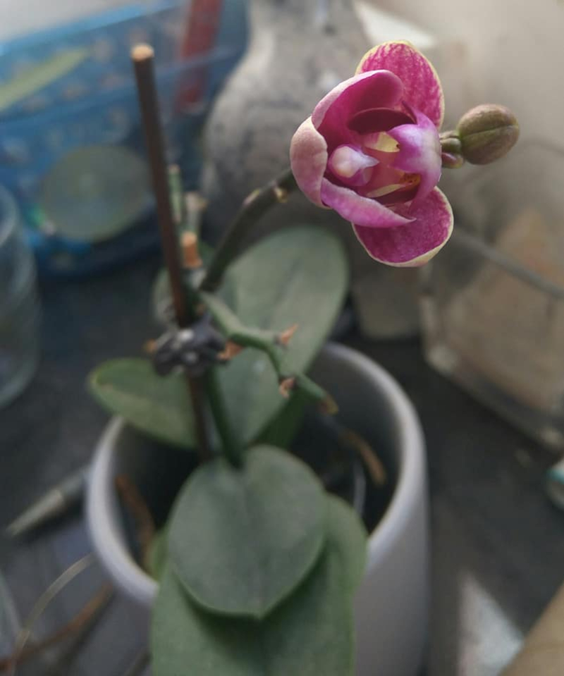 Orchid nearly out