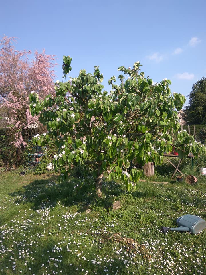 Quince in full bloom