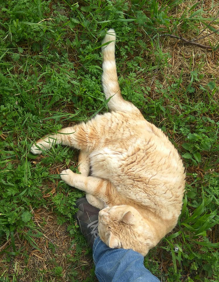 Fergus guarding my foot