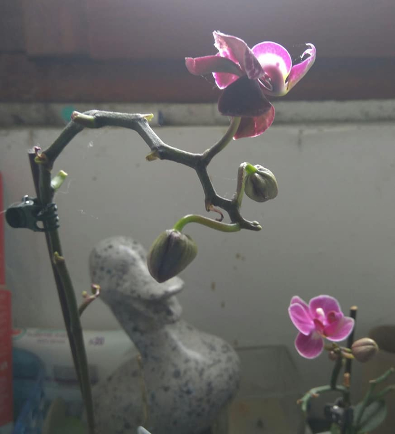 More orchid buds to taunt me 2