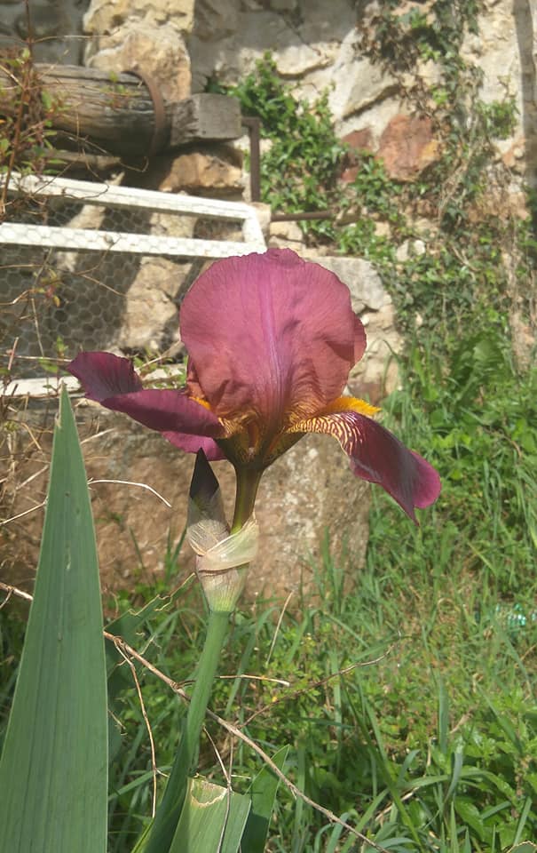 Red iris