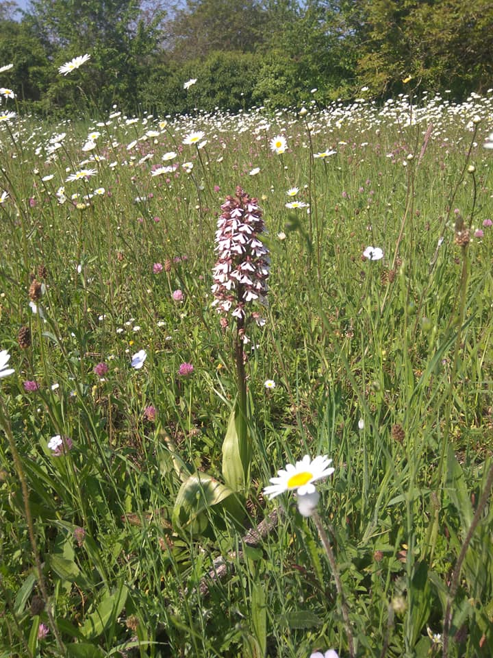 Meadow flowers