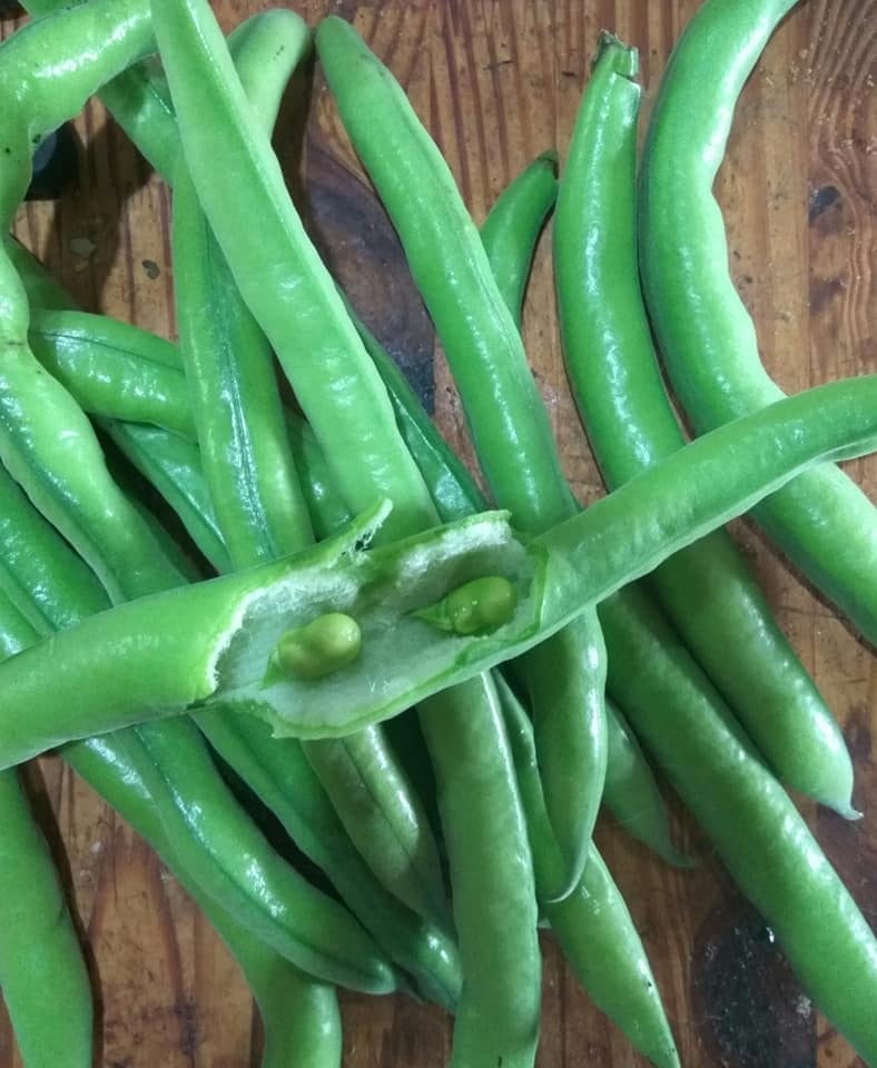 Edible broad beans