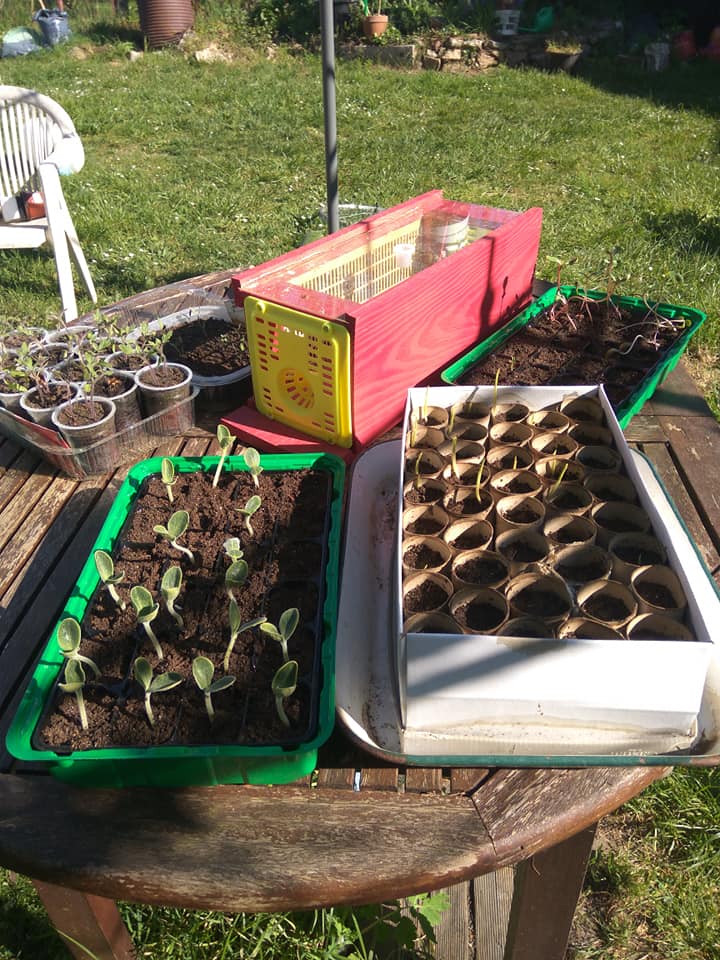 Seedlings