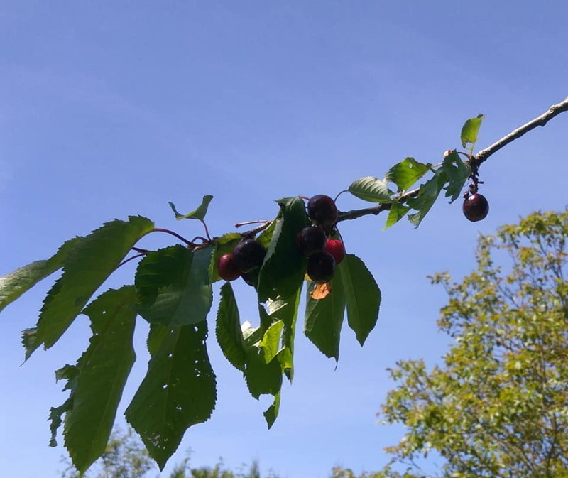 Cherries