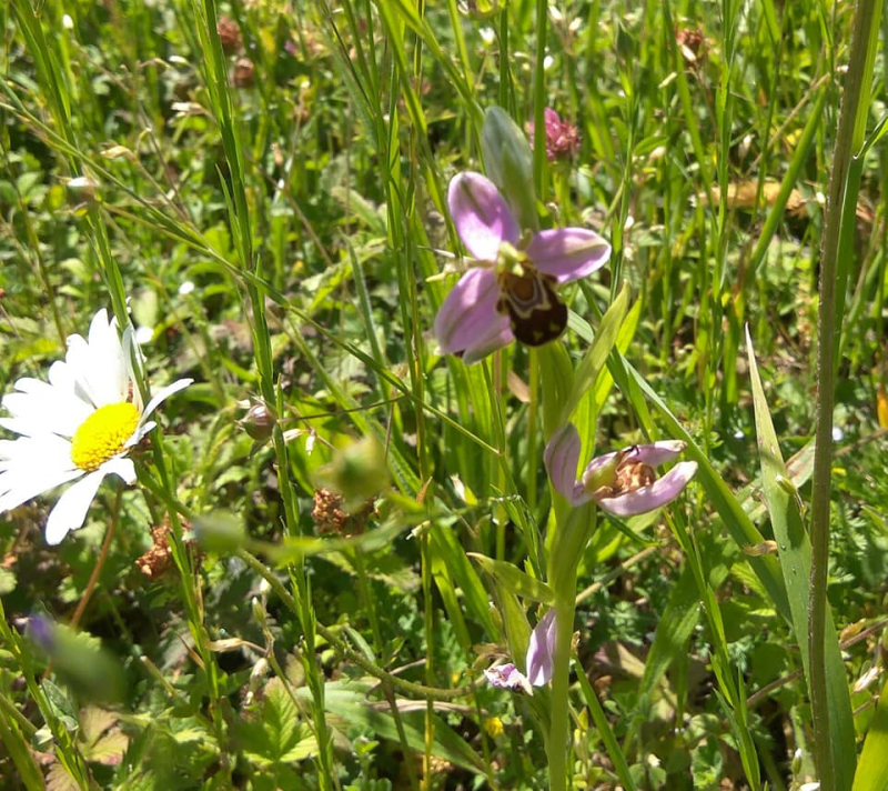 Bee orchid 3