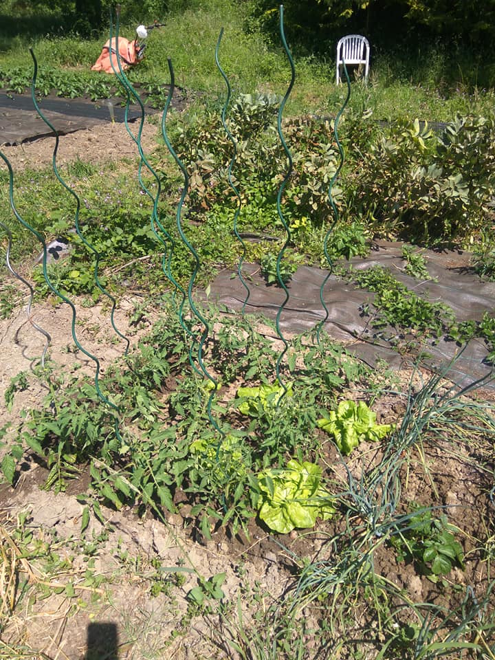 Some veggies