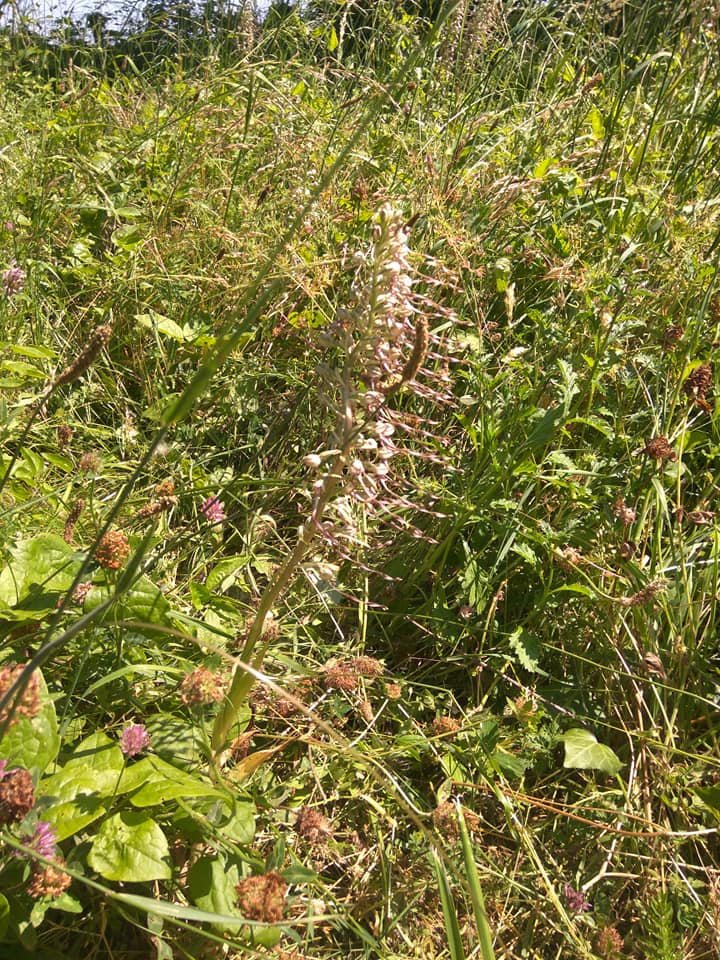 Lizard orchid