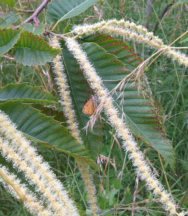 Butterfly on chestnut flower