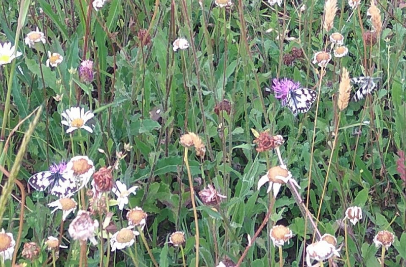 3 marbled whites