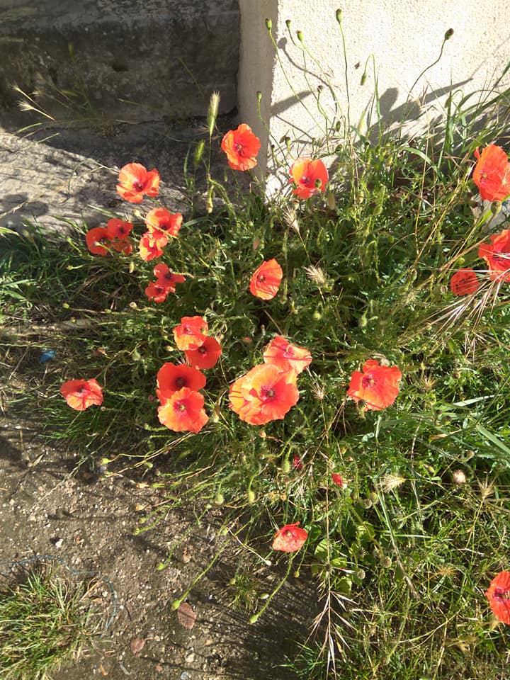 Poppies