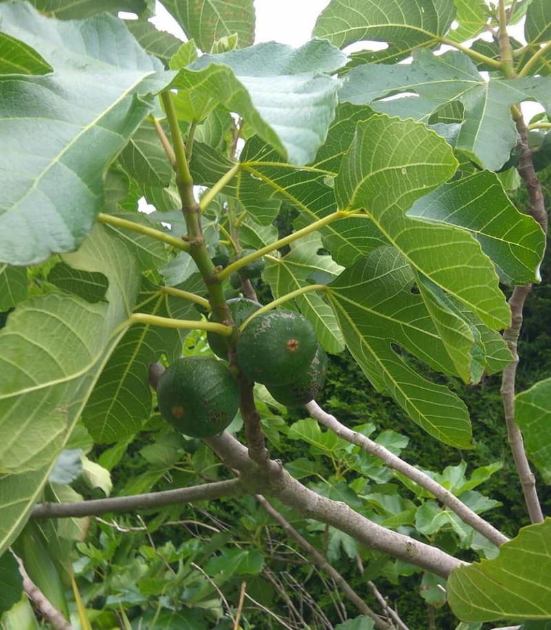 Figs