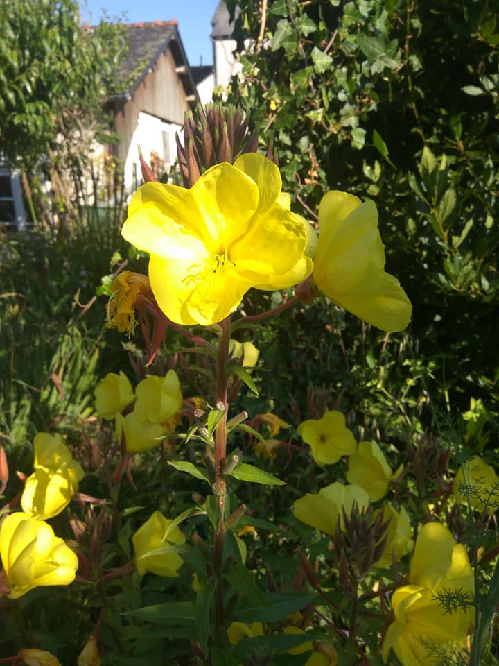 Evening primrose