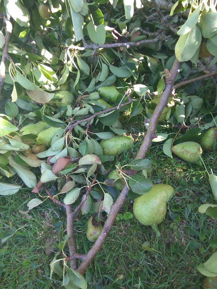 Stricken pear tree 1