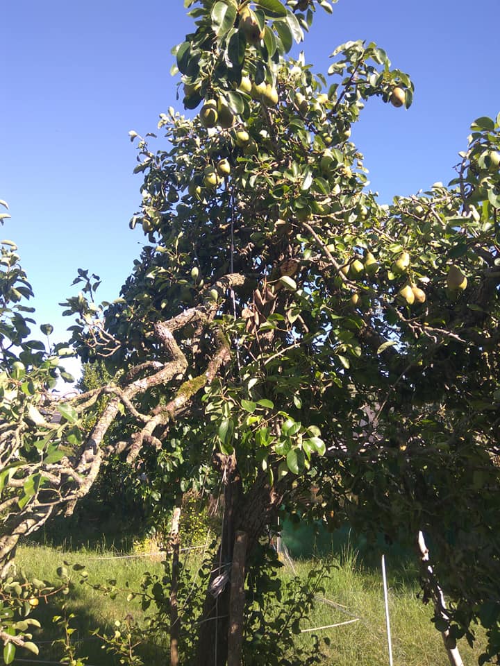 Stricken pear tree 2