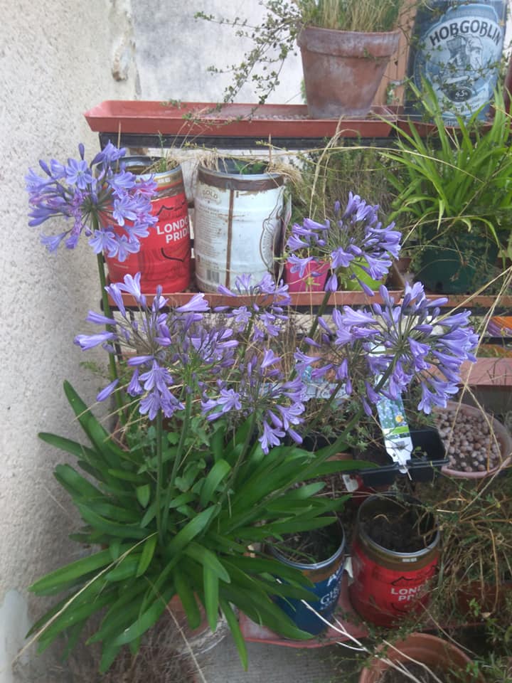 Agapanthus