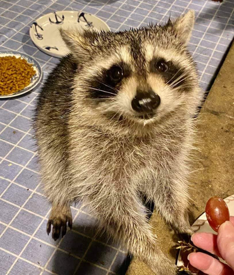Audrey the racoon
