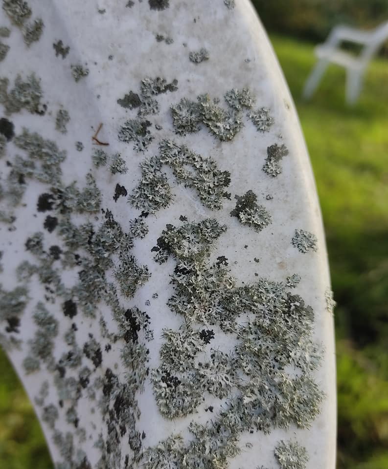 Lichen 2