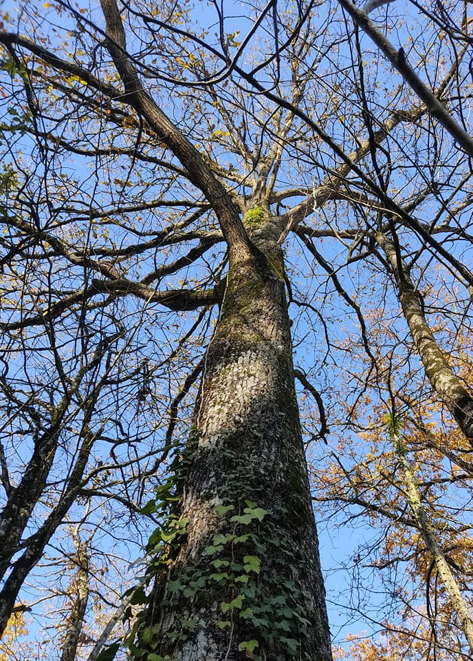 Queen of the forest