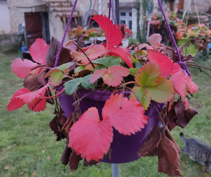 Strawberry leaves korona