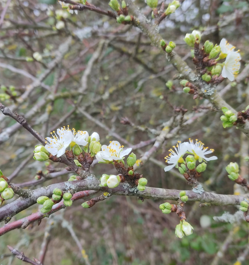 Plum blossom