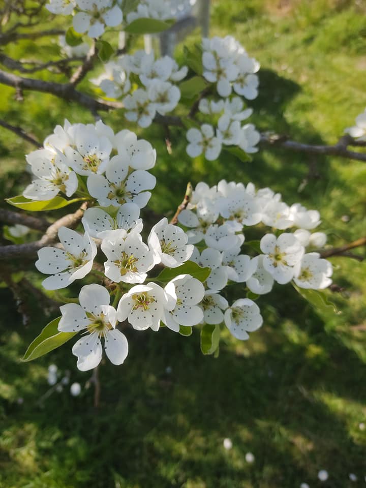 Pear blossom