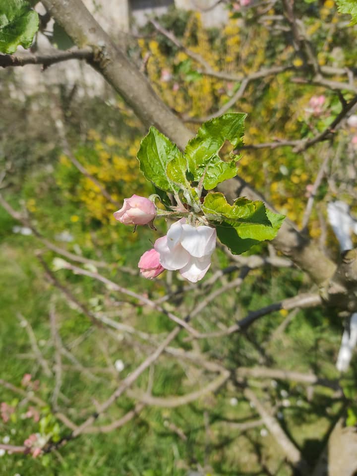 Belle de boskoop blossom