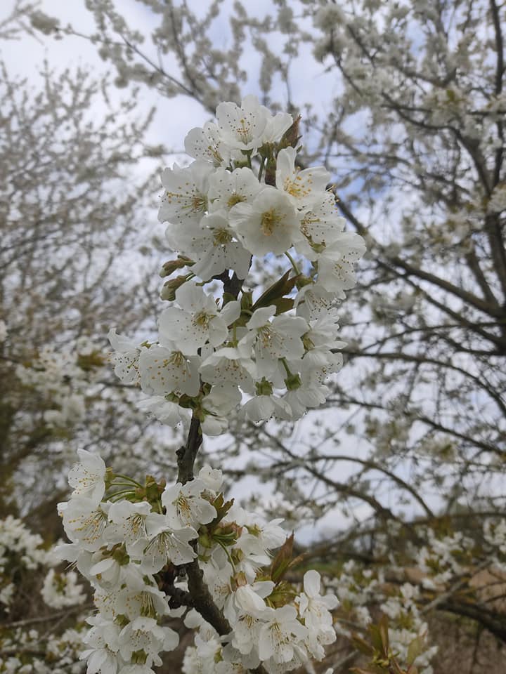 Cherry blossom