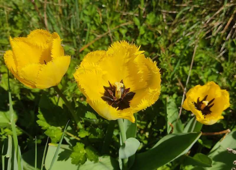 Frilly tulips