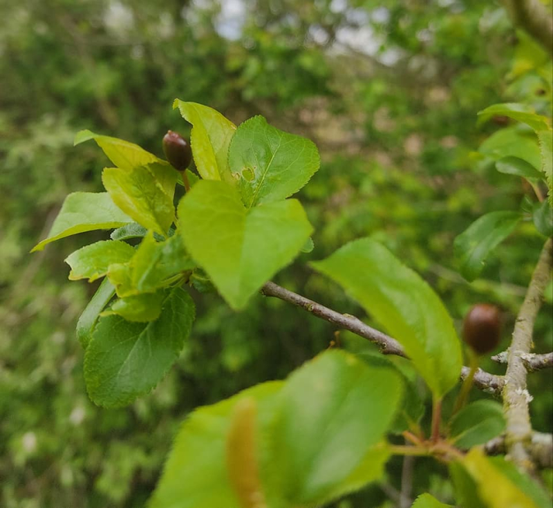 Frosted plum