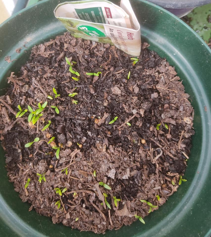 Coriander