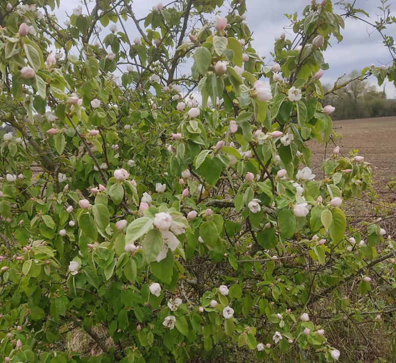 Qunce blossom