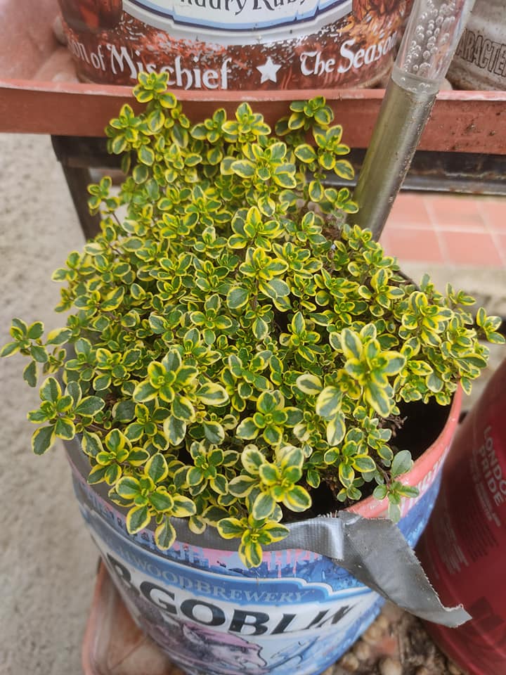 Variagated lemon thyme