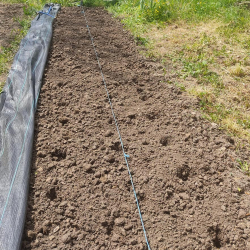 Sweetcorn sown