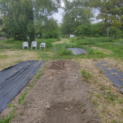 Looking up the garden