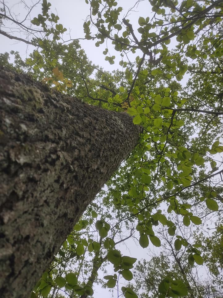 Looking up the tree
