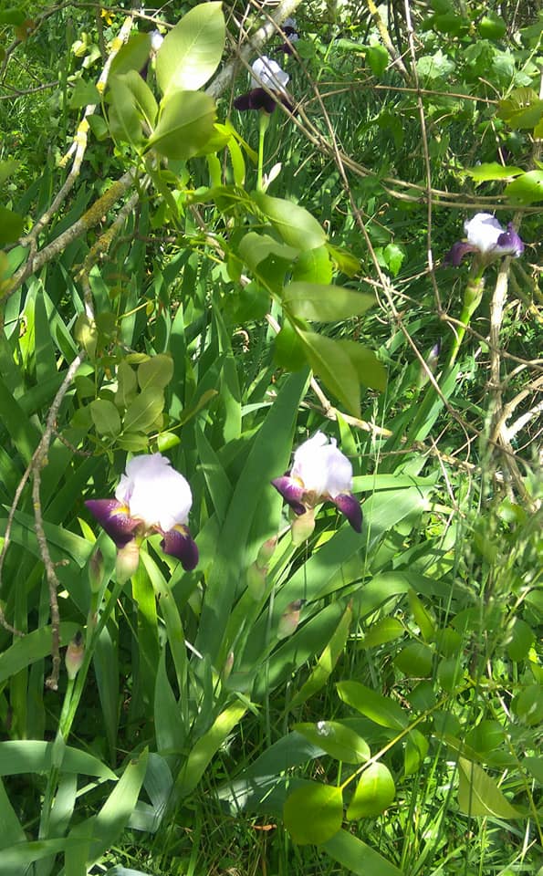 Favourite irises
