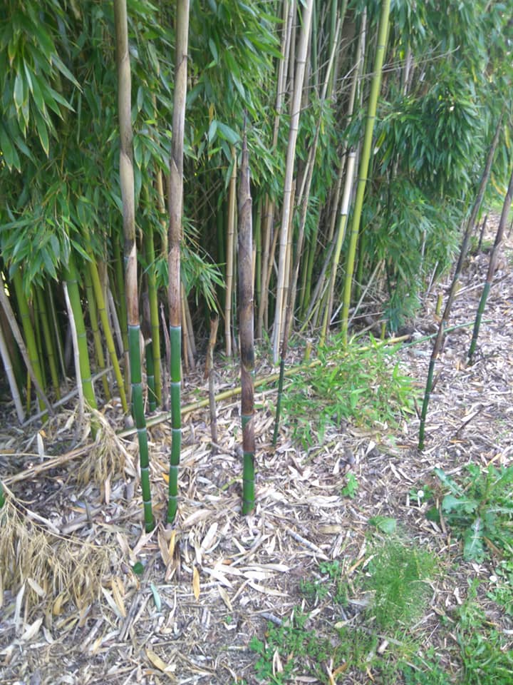 Rampant bamboo