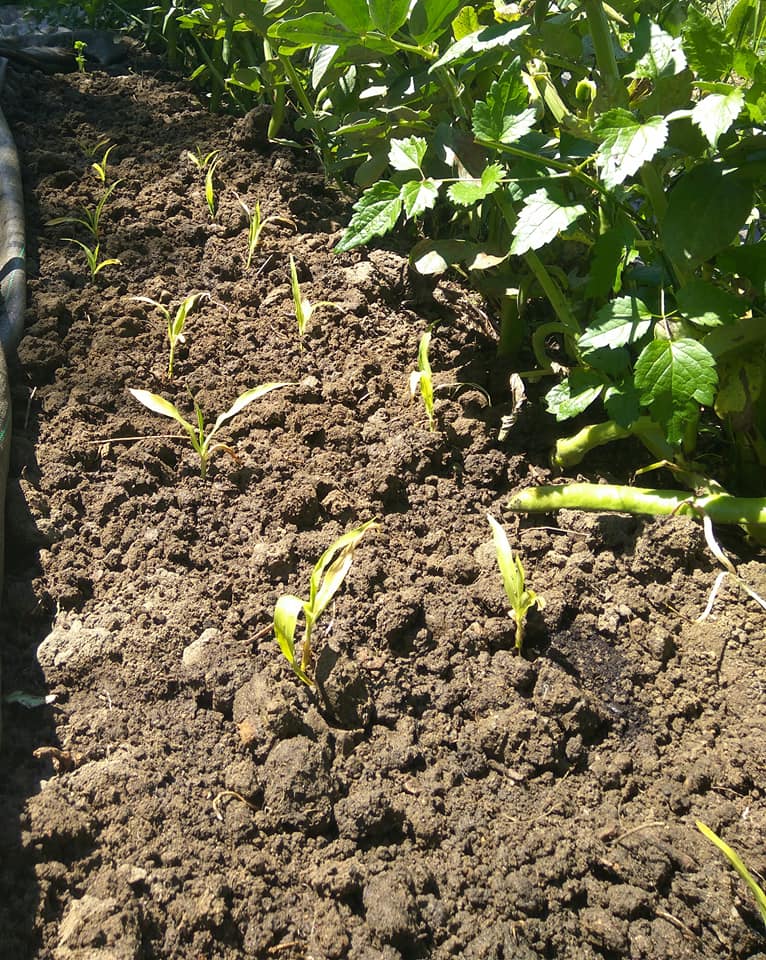 Sweetcorn planted