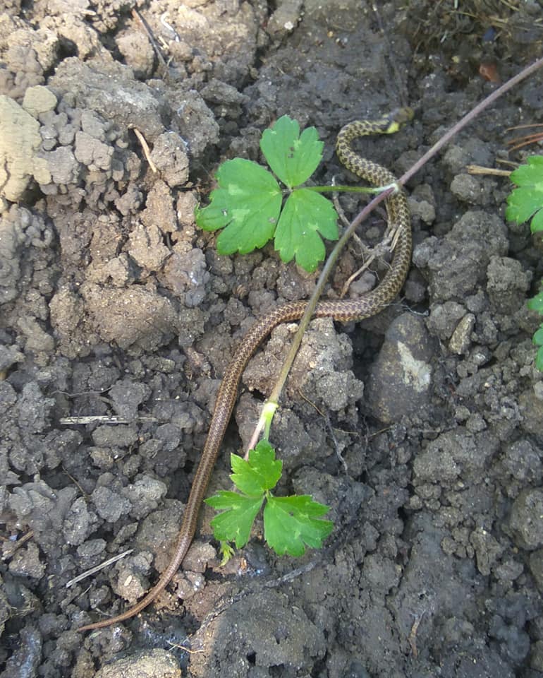 Baby grass snake