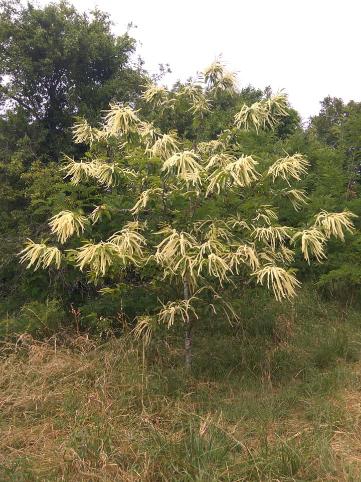 Flowering sweet chestnut