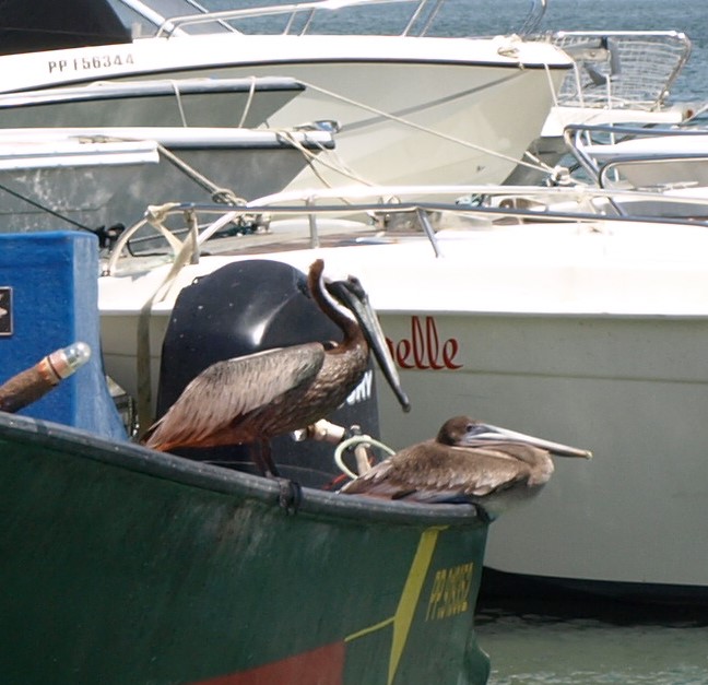 Pelicans