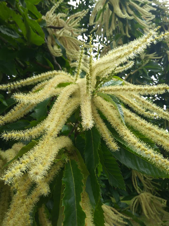 Chestnut flowers