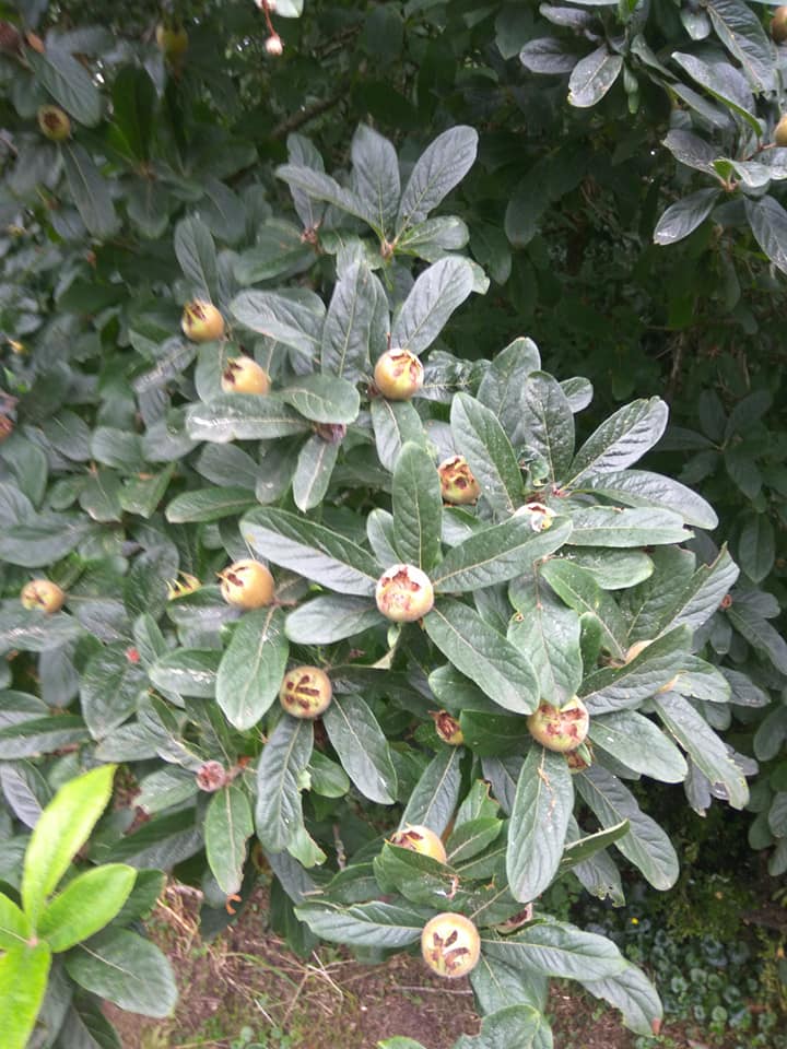 Medlars