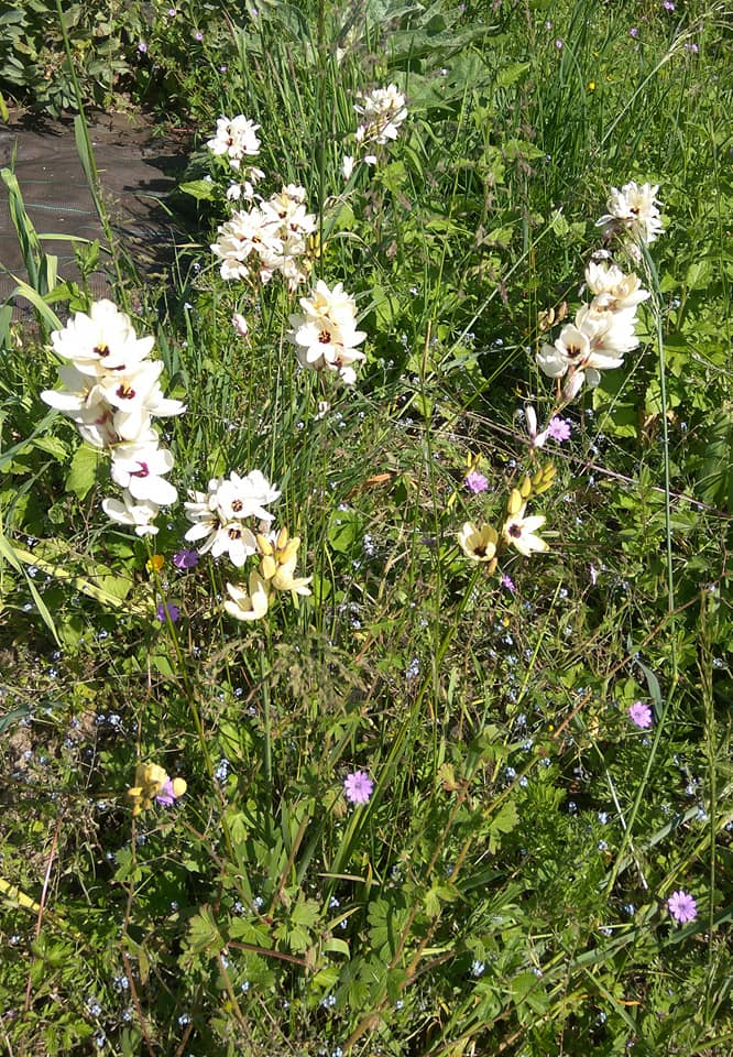 Pretty flowers