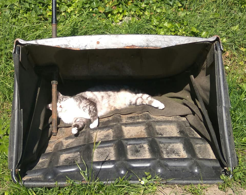 Cat beach shelter