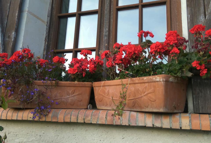 Overwintered geraniums